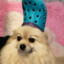 croc dog