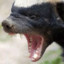 Honey Badger