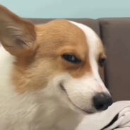 你走了我有好好吃饭