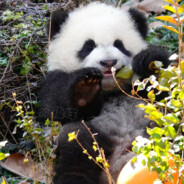 小大熊猫