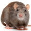 RAT