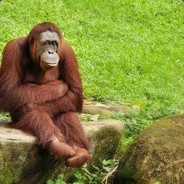Gawky Orangutan