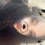lirika