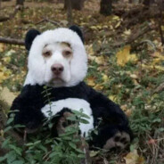 常听影子提起她