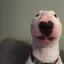 BullTerrier