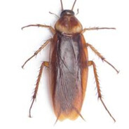 TAARAAKAN