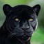bagheera