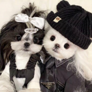 妹妹:点陪玩+QoQTakeai