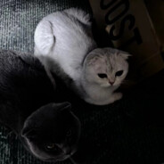 啊吧啊吧像个傻瓜