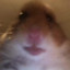 hamster of doom
