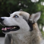 冷酷无情可达鸭