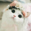 别走A了求你们了 走A去