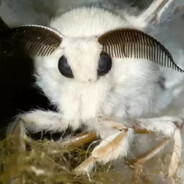 Horny Moth Man