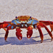 Mr.Crab763