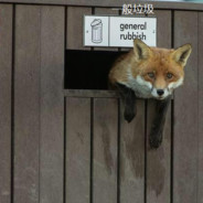 爱猫大使薛定谔