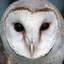 Life&#039;s a Hoot!