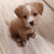 热心市民Ka先生