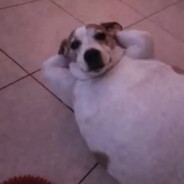 Lewdawg_