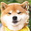 Shiba_小豆柴