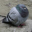 Pigeon