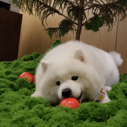 白天养一只小羊