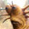 0rphancrippler avatar