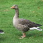 Blind_goose