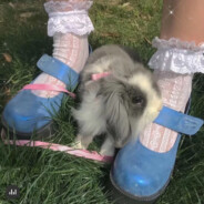 波比阿狸的主人