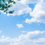 蔓越莓挞挞树🎄