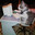 computer cat