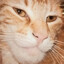 El Gato