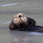 LazySeaOtter