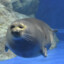 fucking seal