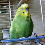 Billy Rally Fan | RTP