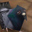 low poly pigeon