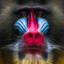 Baboonz