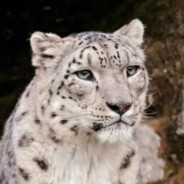 理塘第一突破手雪豹