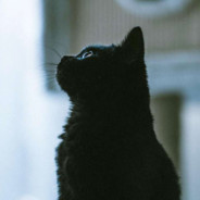 她和疾风都有归途