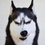 Husky