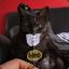 BatCat