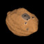 Capibara_Rock