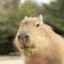 Capybara