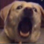 BaBoshga1