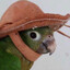 Periquito