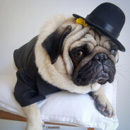 Псина в шляпе