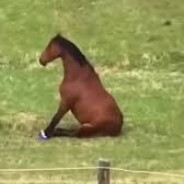 horse_emoji.jpg