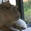 Nasty Capybara