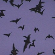 lilsmyrfy free-skins.net