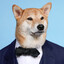 Mr. dawgo