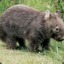 wombat11265